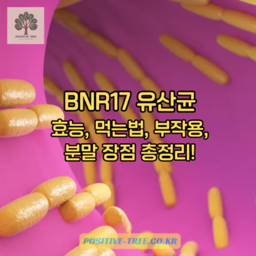 BNR17 유산균